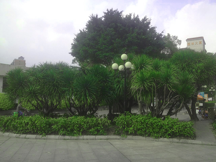 東湖公園綠化養(yǎng)護(hù)