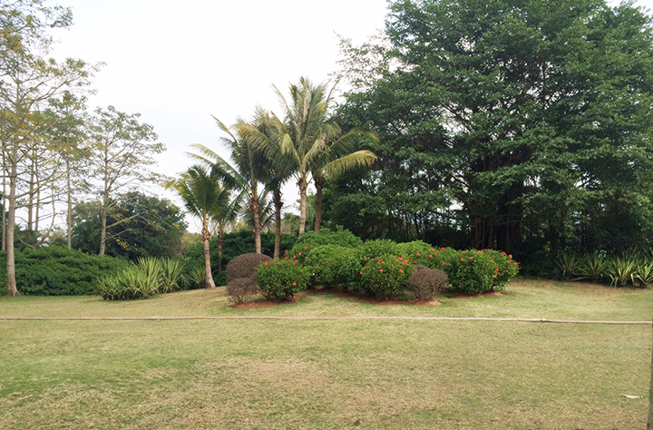 東湖公園綠化養(yǎng)護(hù)