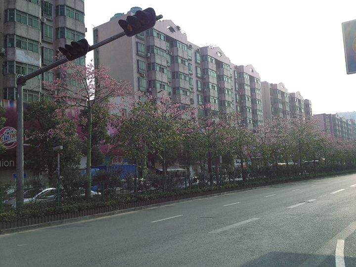 深圳布吉街道管養(yǎng)服務(wù)