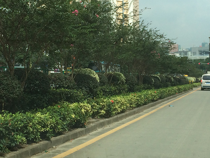 深圳布吉街道管養(yǎng)服務(wù)